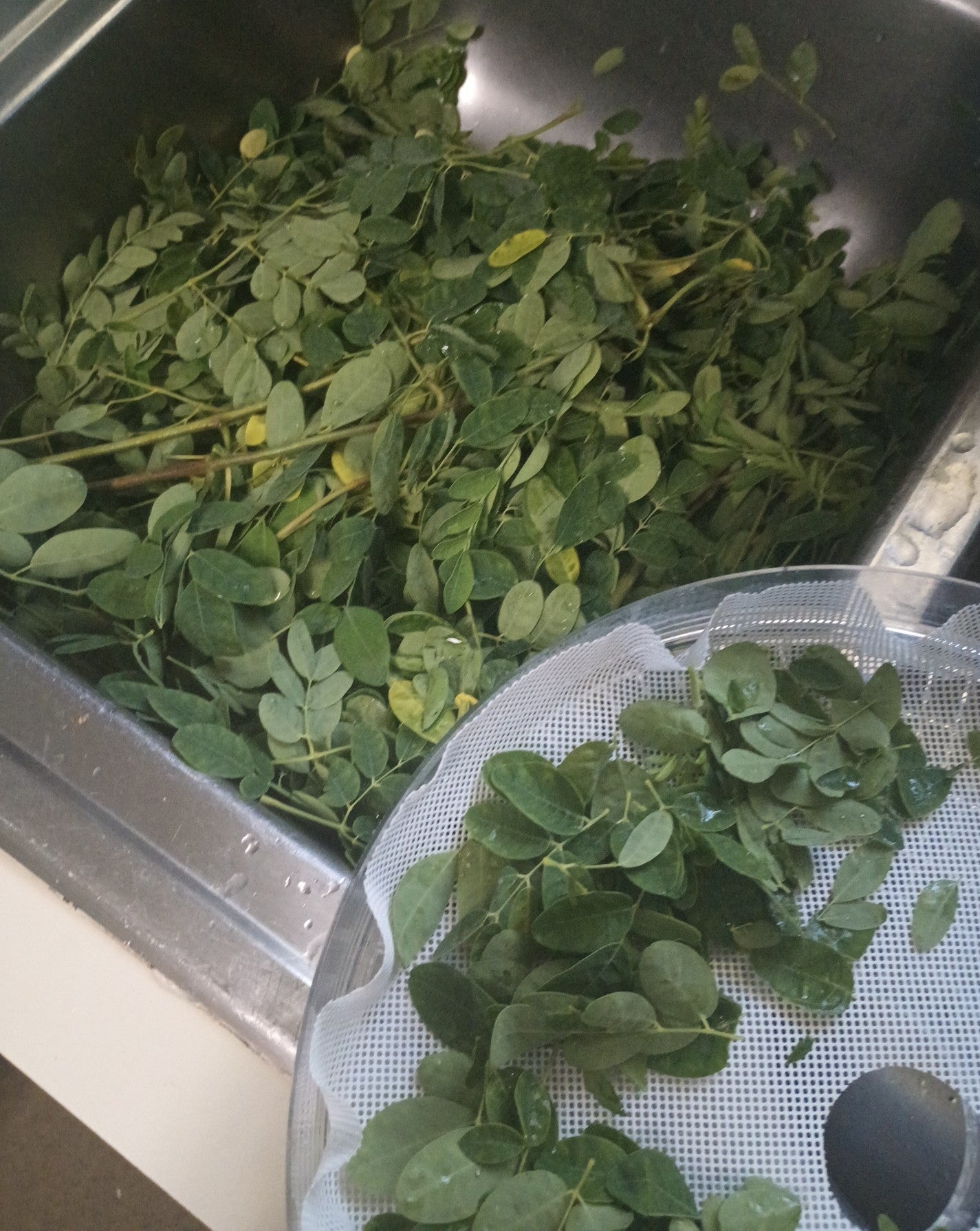 Moringa Capsules