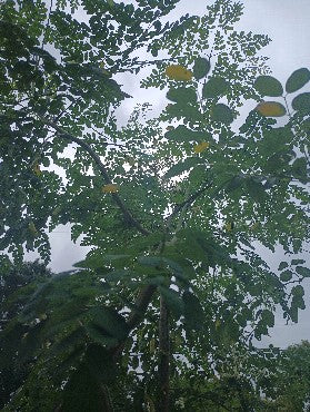 Moringa Capsules