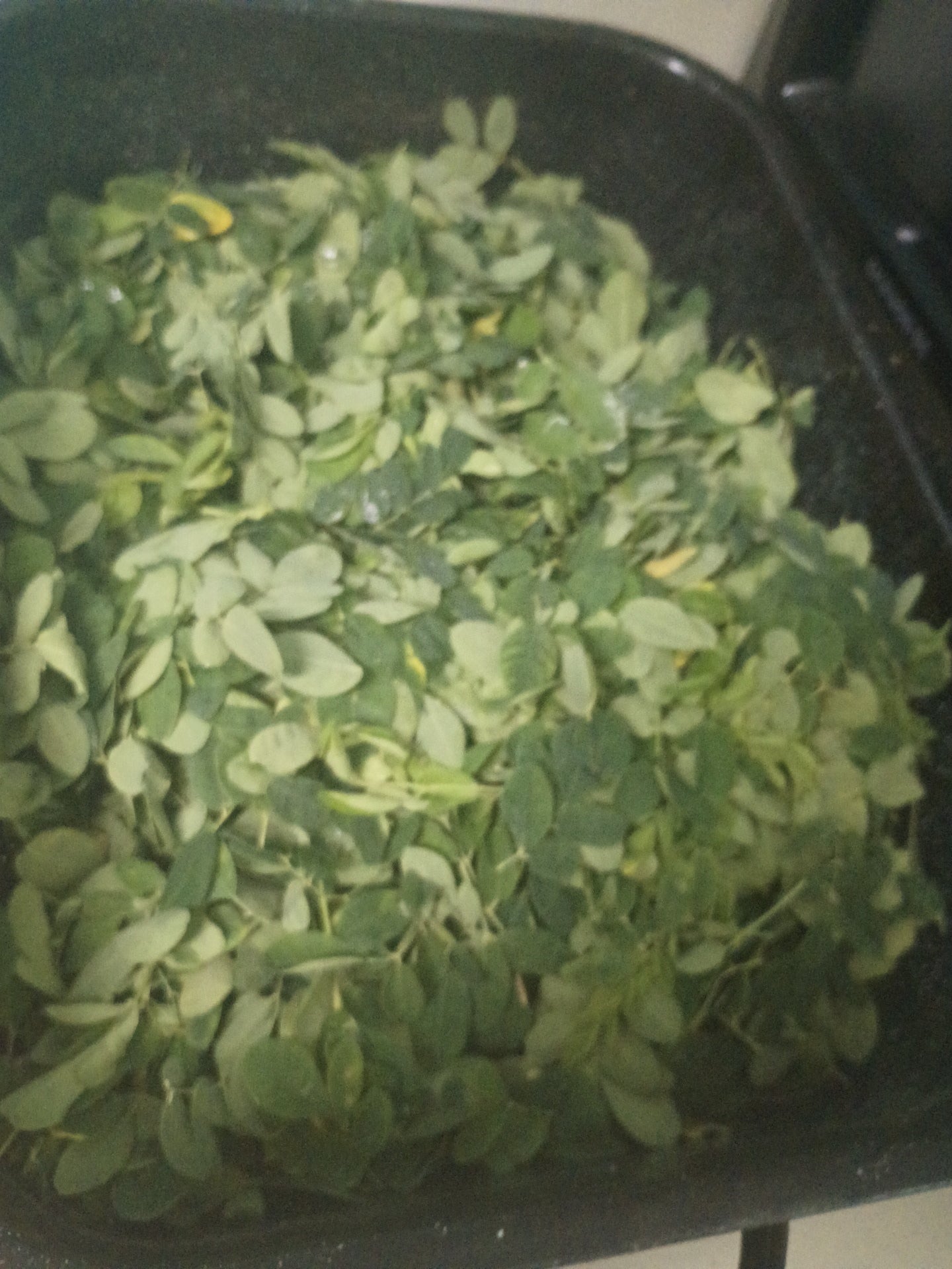 Moringa Capsules