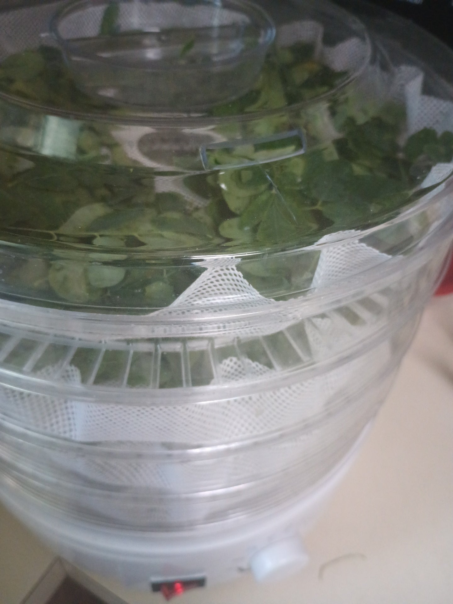 Moringa Capsules
