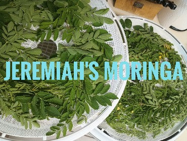 Jeremiah's Moringa